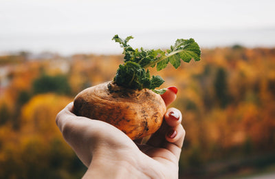Benefits of Maca Root Powder